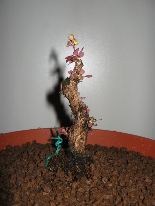 Berberis Thunbergii atropurpurea nana - Pagina 2 Img_9419