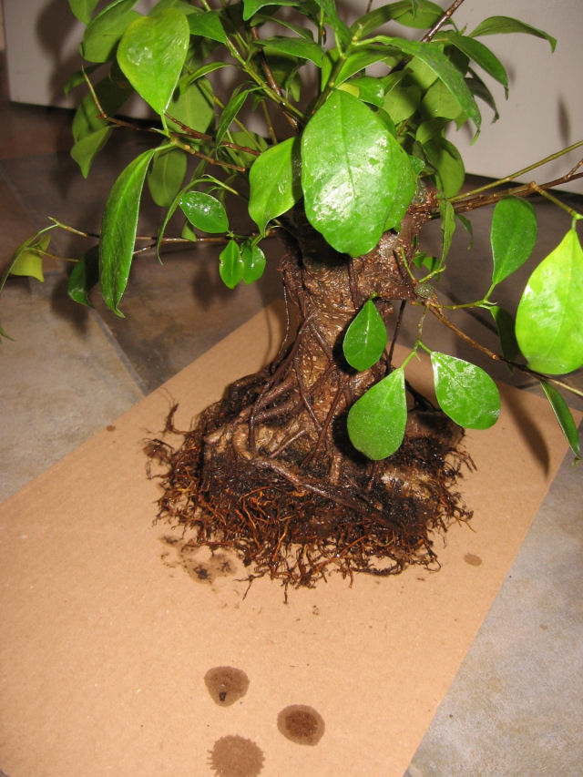 Ficus retusa con radici aeree - Pagina 4 Img_9618