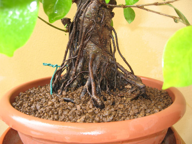 Ficus retusa con radici aeree - Pagina 4 Img_9623