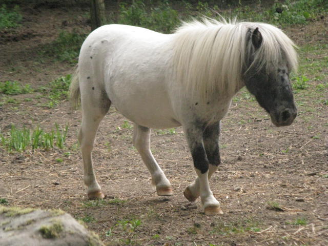 Superbe mini cheval PP pintaloosa yeux vairons Img_4510