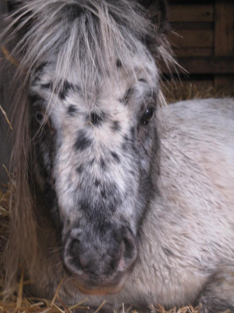 Superbe mini cheval PP pintaloosa yeux vairons Img_5910