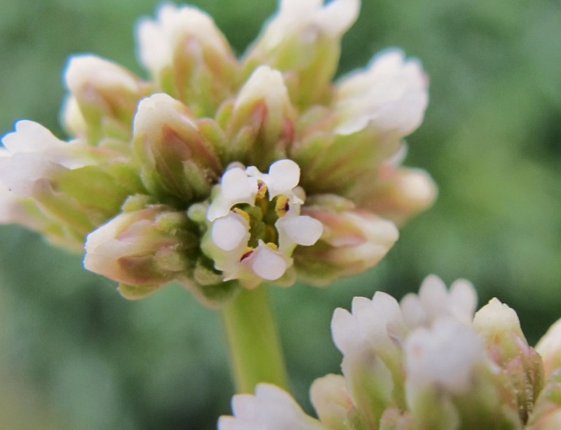 Crassula herrei 02819