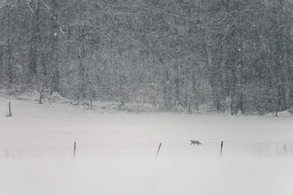 quelques photos de cette hiver! Mise a jour 28/032013 (chat forestier) _dsc4810