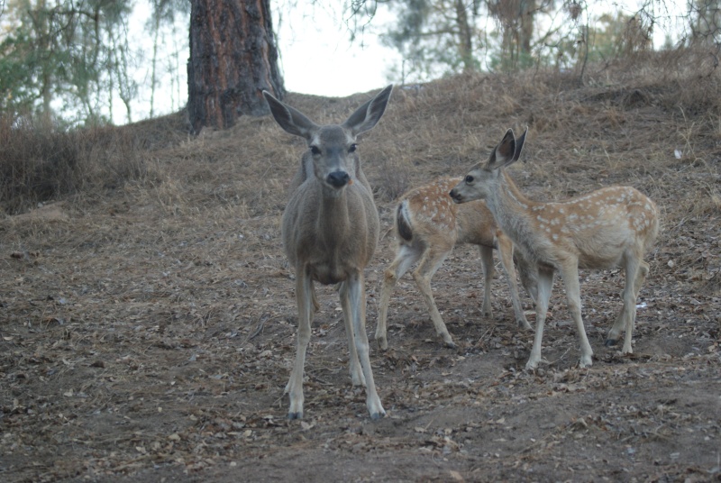 family camping trip to Lake Nacimiento CA Dsc05410