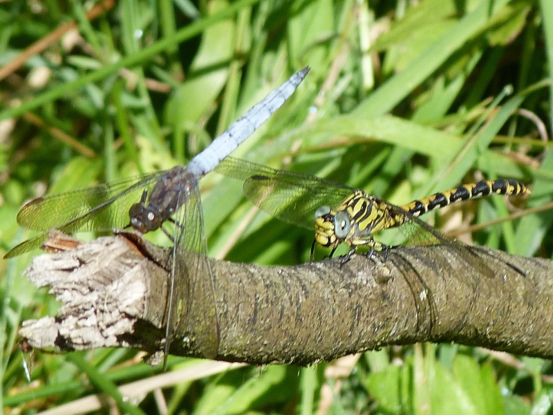 [Orthetrum coerulescens & Onychogomphus uncatus] Cohabitation à Camors Orthet10