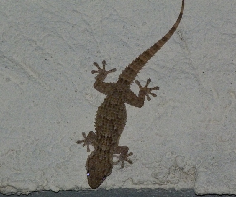 [Tarentola mauritanica] Geckos héraultais ? Tarent10