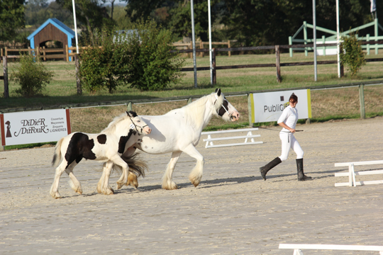 le Domaine des Merveilles au National de race Irish Cob 2013 431210