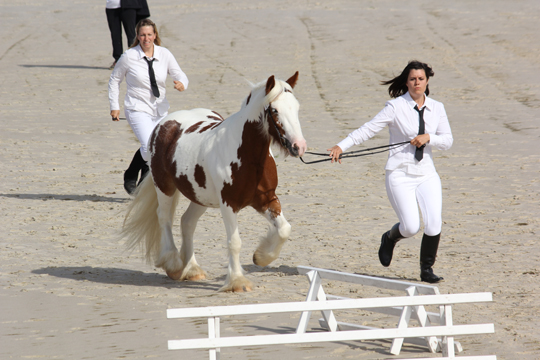 Les irish cob de nomades aux lignières 432010