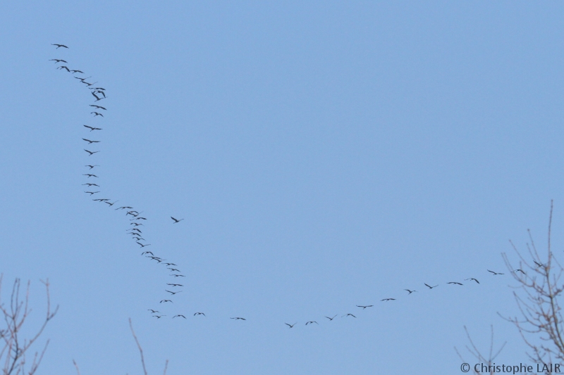 Les grues 2013_010