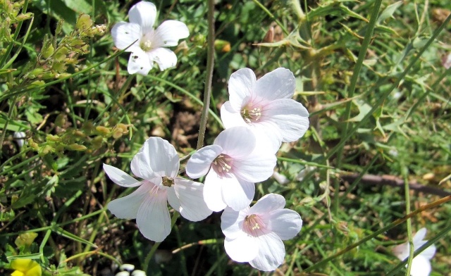 Linum suffruticosum ? [id. non terminée] 388_fl10