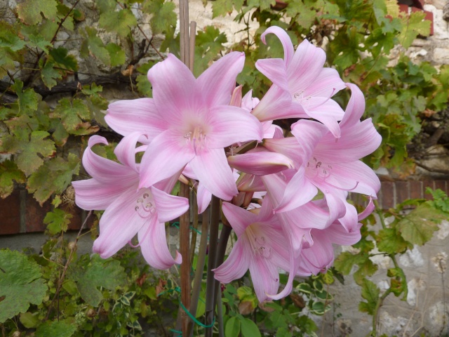 Amaryllis - Amaryllis belladona 6_01_010