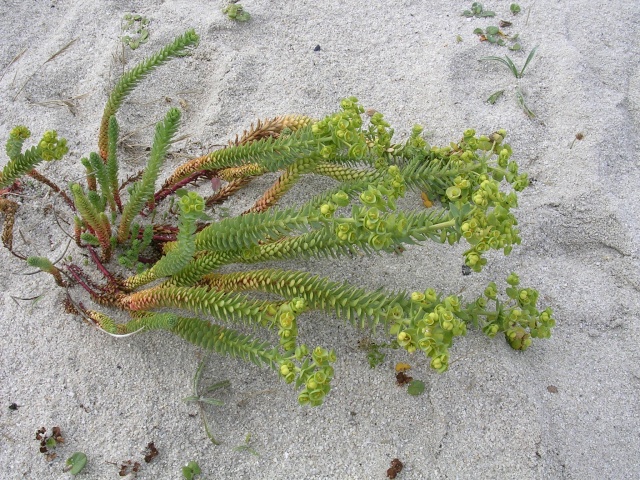 Euphorbia paralias - euphorbe des dunes, euphorbe maritime Euphor12
