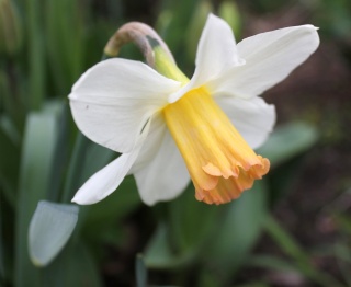 Narcissus - les narcisses horticoles - Page 4 Img_2614