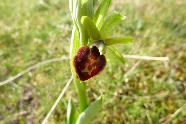 Ophrys provincialis (groupe provincialis) - ophrys de Provence Ophrys15