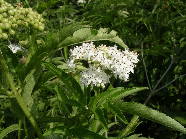 Sambucus ebulus - sureau yèble Sureau10