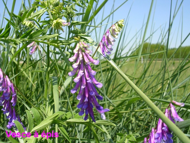 Vicia cracca - vesce à épis, jarosse Vesce_11