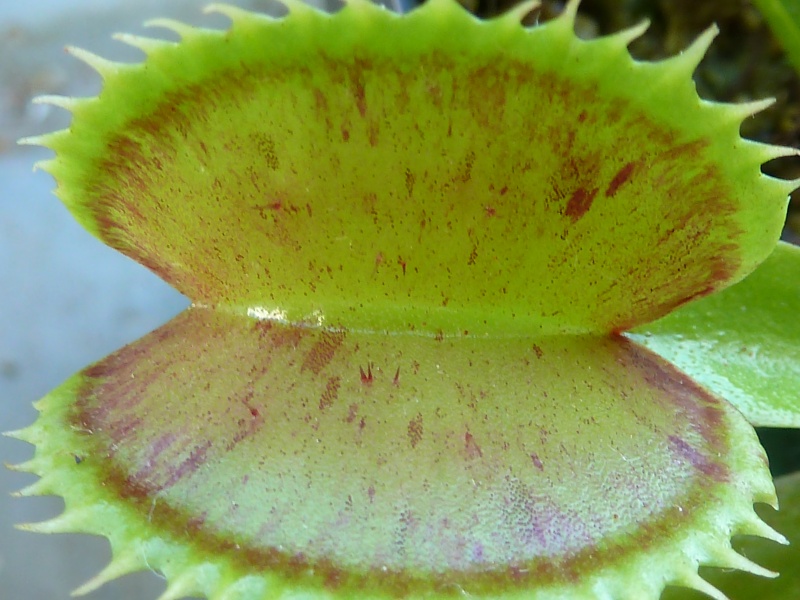 Dionaea Flat Spotted P1040018