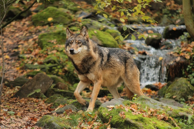 Der flüsternde Bach Wolf_m10