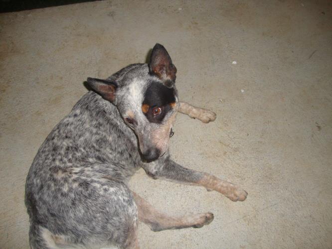 perdu - Perdu Teahupo  chien bleu au 6ieme km novembre 2012 Chien_11