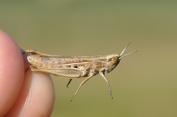 [Euchorthippus elegantulus et E. declivus] Euchorthippus elegantulus ? Euchor13