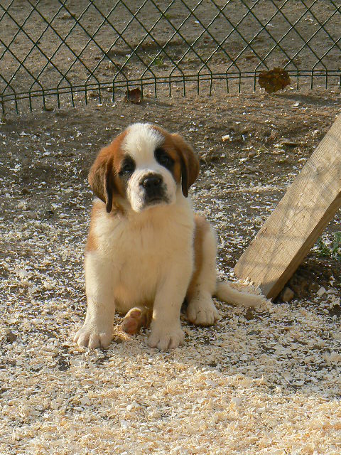 concours photo n° 45 : mon saint Bernard en fond d'écran P1100310