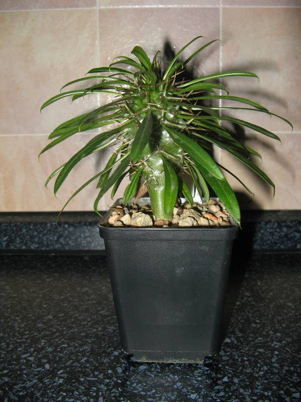 Pachypodium lamerii Pachyp10