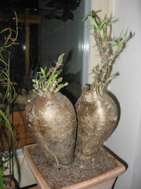 Pachypodium succulentum Pachyp11