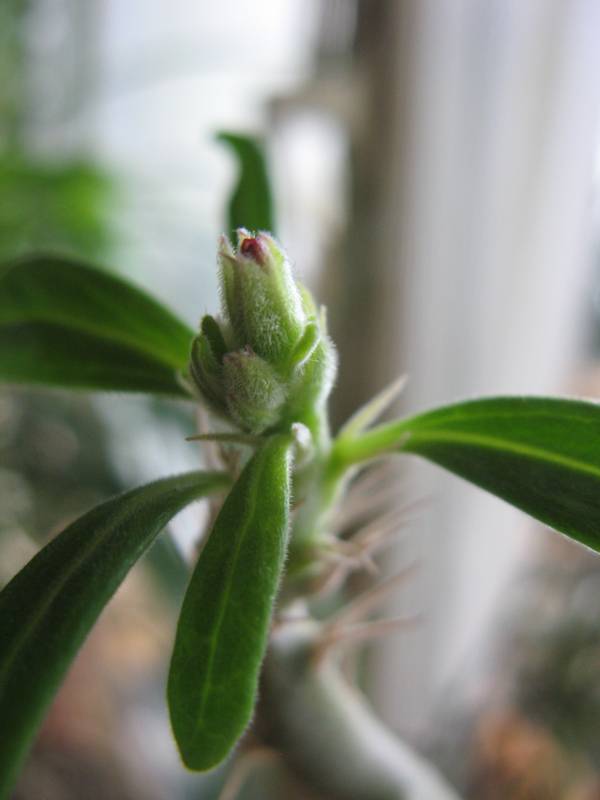 Pachypodium succulentum Pachyp12