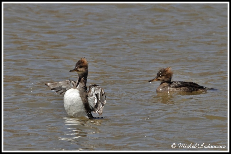 Harle couronné (femelle) W2_cop25