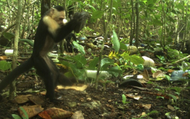 [Zoologie - Primates] Les capucins à face blanche du Panama entrent dans l'âge de pierre (juillet 2018) Capuci10