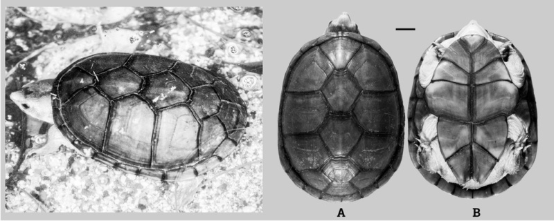 La tortue "petit casque de Vallarta" (Mexique) I1071-10