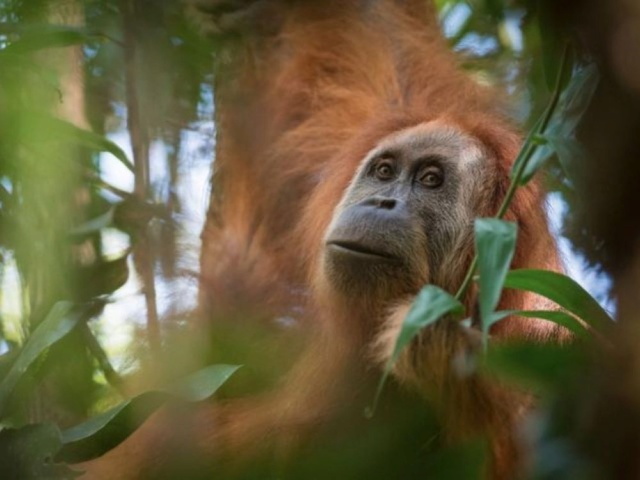 [Pétition] Sauvons les orangs-outans Tapanuli (août 2018) Orang_10