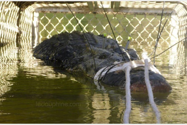 [Zoologie - Reptiles] Crocodile marin capturé (Australie) (Juillet 2018) Un_zon10