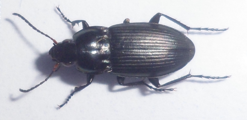 Poecilus sp Sam_6916