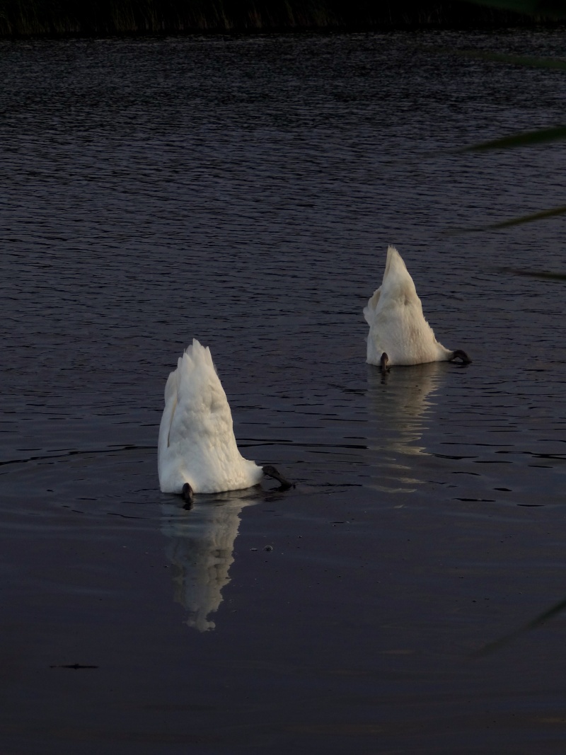 Cygne tuberculé 01710