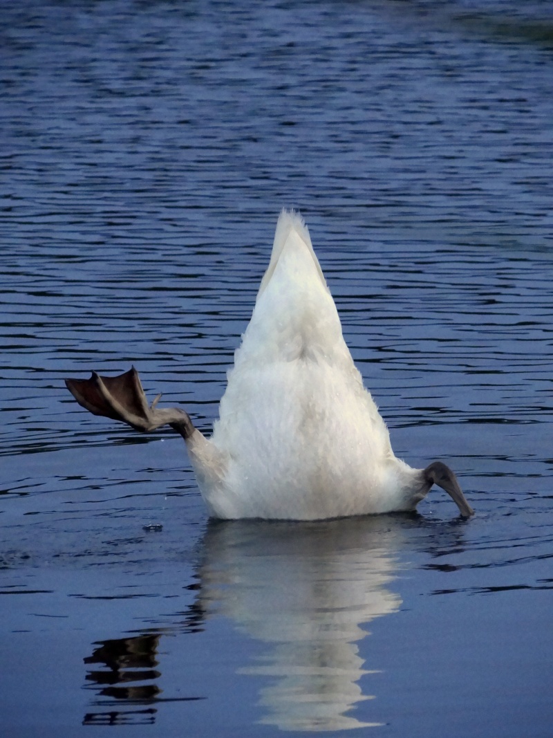 Cygne tuberculé 04110