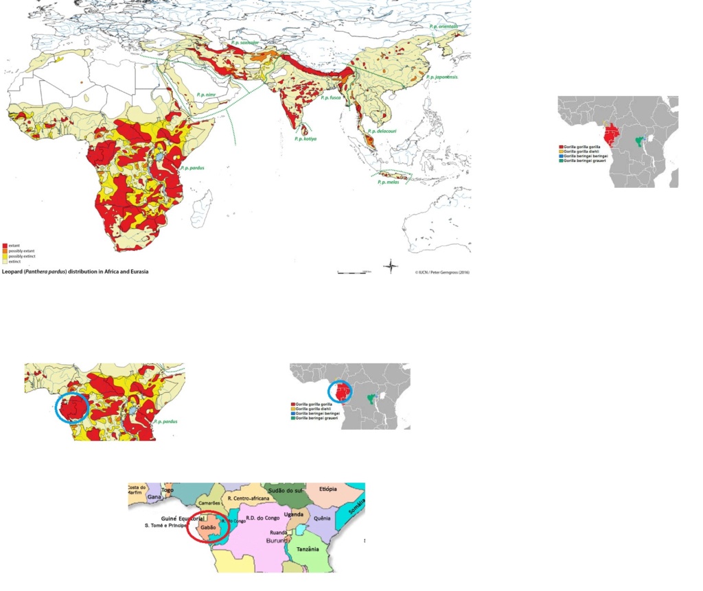 GORILA X LEOPARDO - ANÁLISE COMPARATIVA E RESULTADOS Mapas10