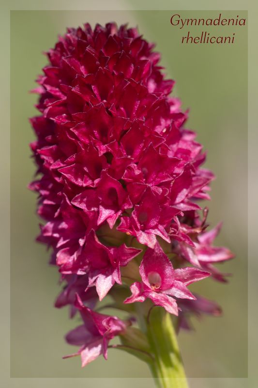 Gymnadenia ( Nigritella ) rhellicani ( N. de Rellikon ) Rhelli15