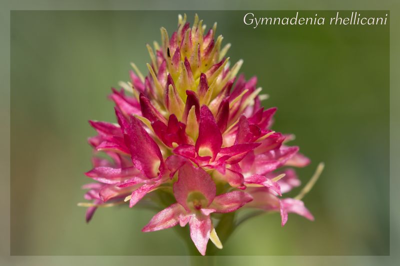 Gymnadenia ( Nigritella ) rhellicani ( N. de Rellikon ) Rhelli21