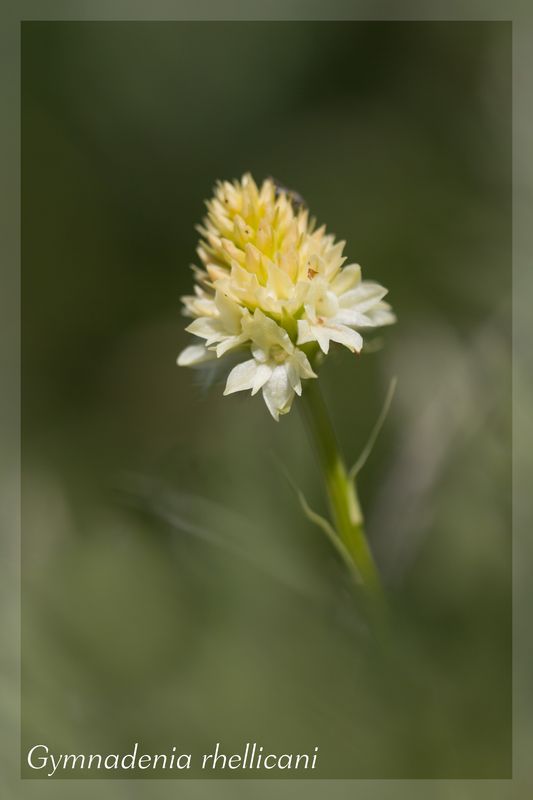Gymnadenia ( Nigritella ) rhellicani ( N. de Rellikon ) Rhelli30