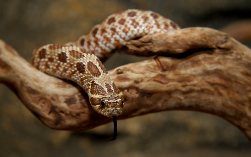 WESTERN HOGNOSE (HETERODON NASICUS) EN ACTION  Img_9310