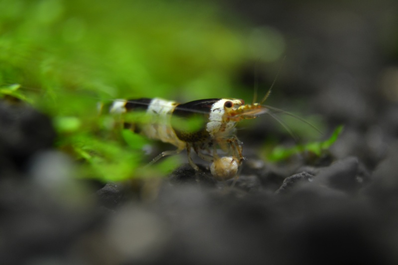 Crevettes de Mimikenti Dsc_3215