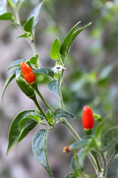 really hot peppers - Page 2 400px-10