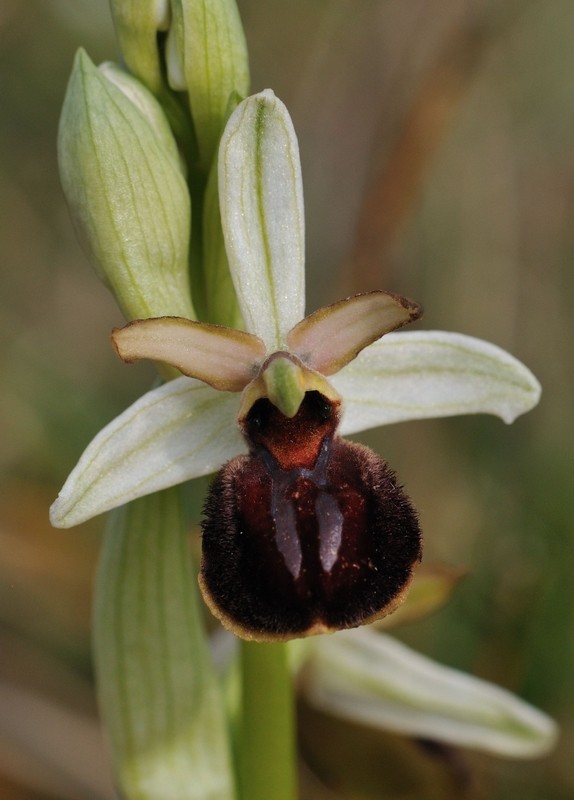 Ophrys suboccidentalis subspc olonae (Ophrys des Olonnes) Ophrys24