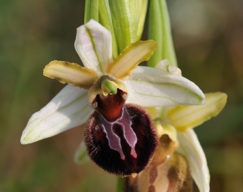 Ophrys suboccidentalis subspc olonae (Ophrys des Olonnes) Ophrys26