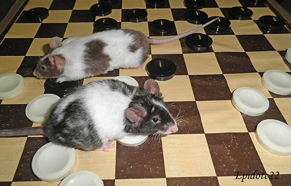 [Septembre 2013] Les souris et les jeux Cupido10
