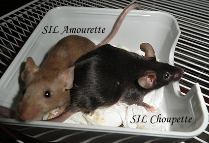 SIL Amourette et SIL Choupette + les 3 SIL bouclettes  P8292710