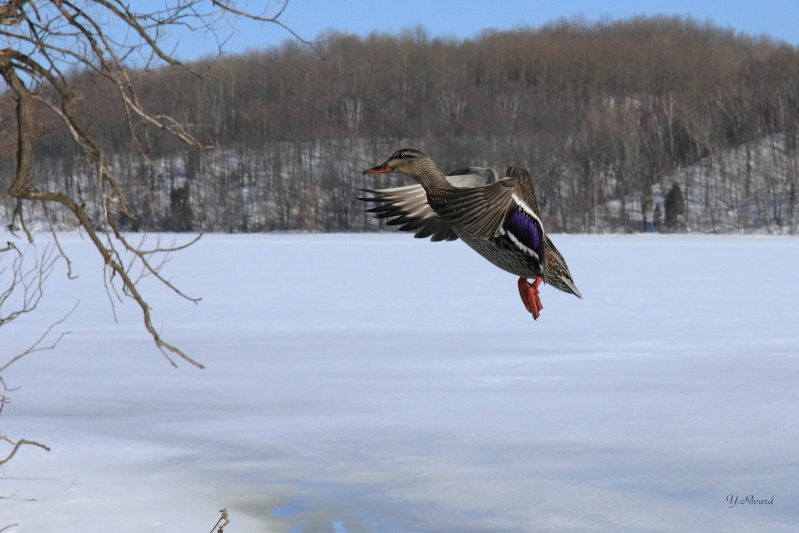 Canard Colvert Canard11