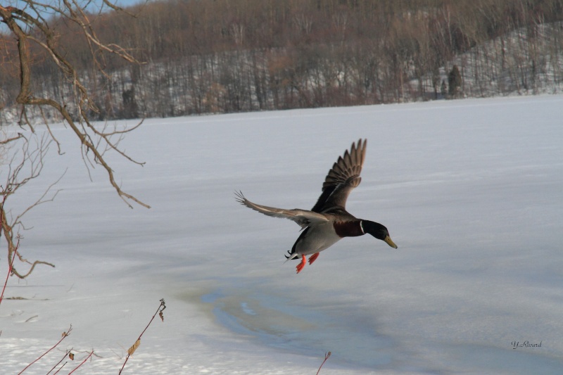 Canard Colvert Canard13