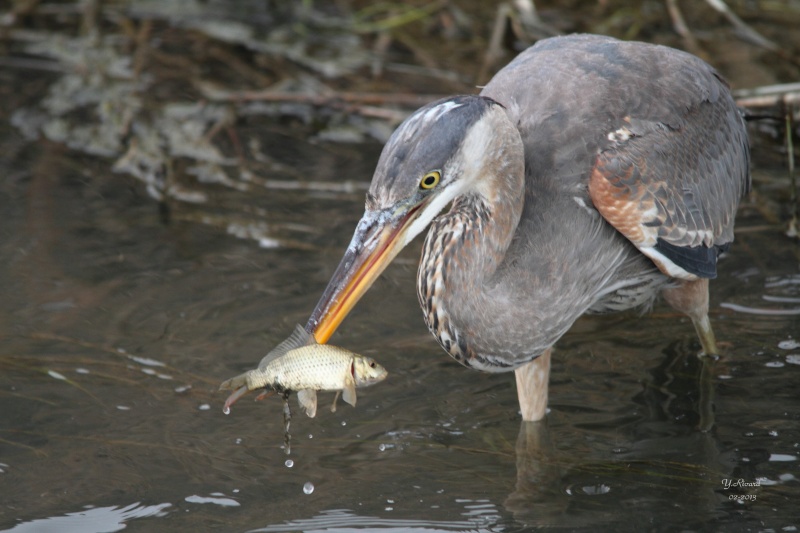 Grand Héron en Février à la pêche Grand_14